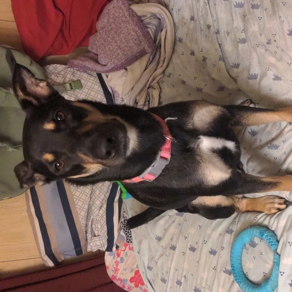 Boots & Barkley 2 Way Puffer Jacket XXL Dog Jacket Puffer Jacket NWT - Picture 7 of 17